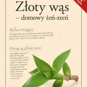 Złoty wąs - domowy żeń-szeń