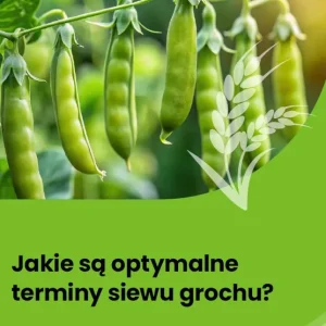 Jakie są optymalne terminy siewu grochu?