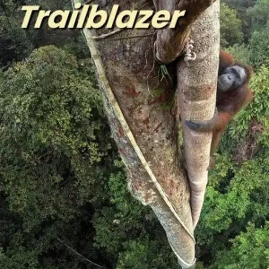 Trailblazer Level 1